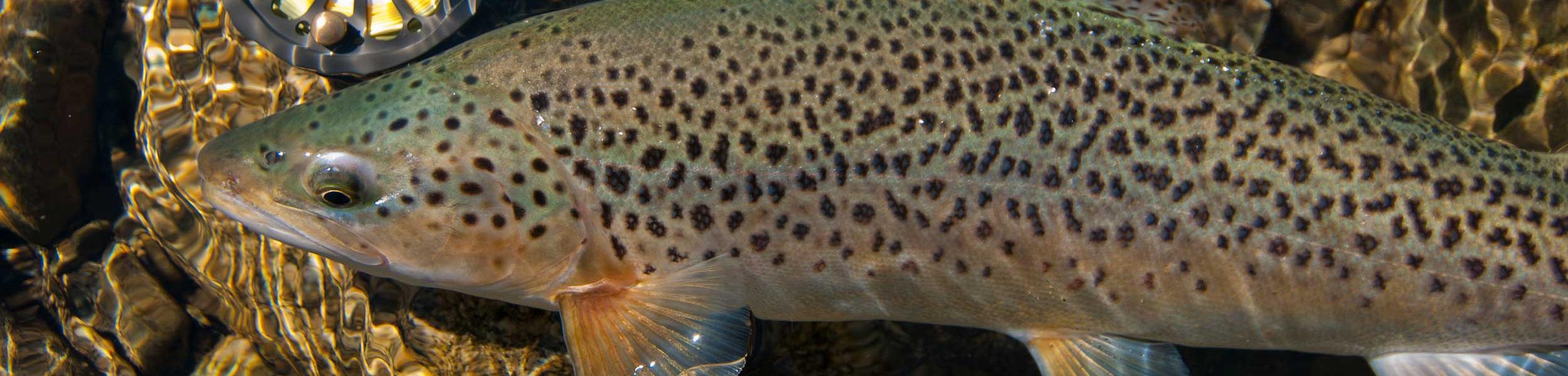 trout and rod banner