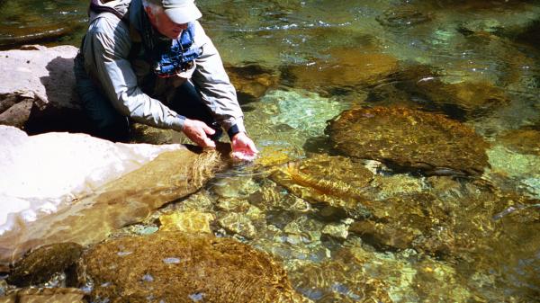 Trophy Released Mar 2004