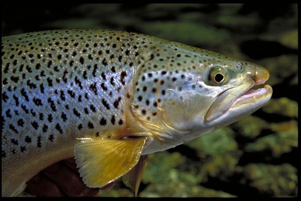 Close up of Brown Trout